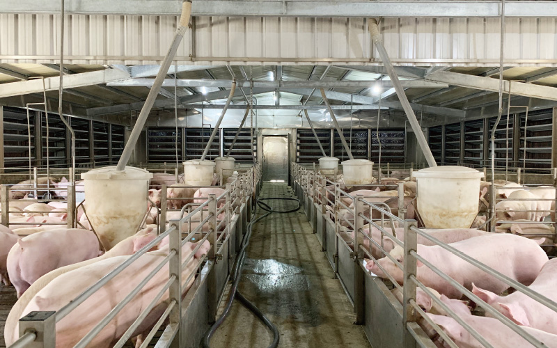 EMPEROR PENGUIN ENT.CO.,LTD. CASE - Finishing House