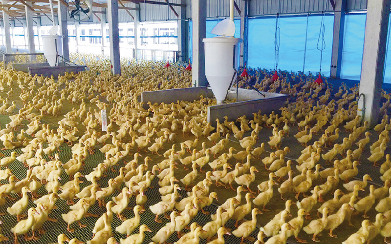 EMPEROR PENGUIN ENT.CO.,LTD. CASE - Duck Farm Building