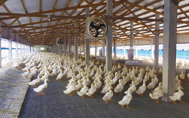 EMPEROR PENGUIN ENT.CO.,LTD. CASE - Duck Farm Building