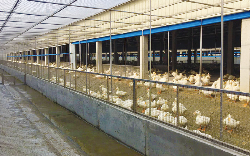 EMPEROR PENGUIN ENT.CO.,LTD. CASE - Duck Farm Building