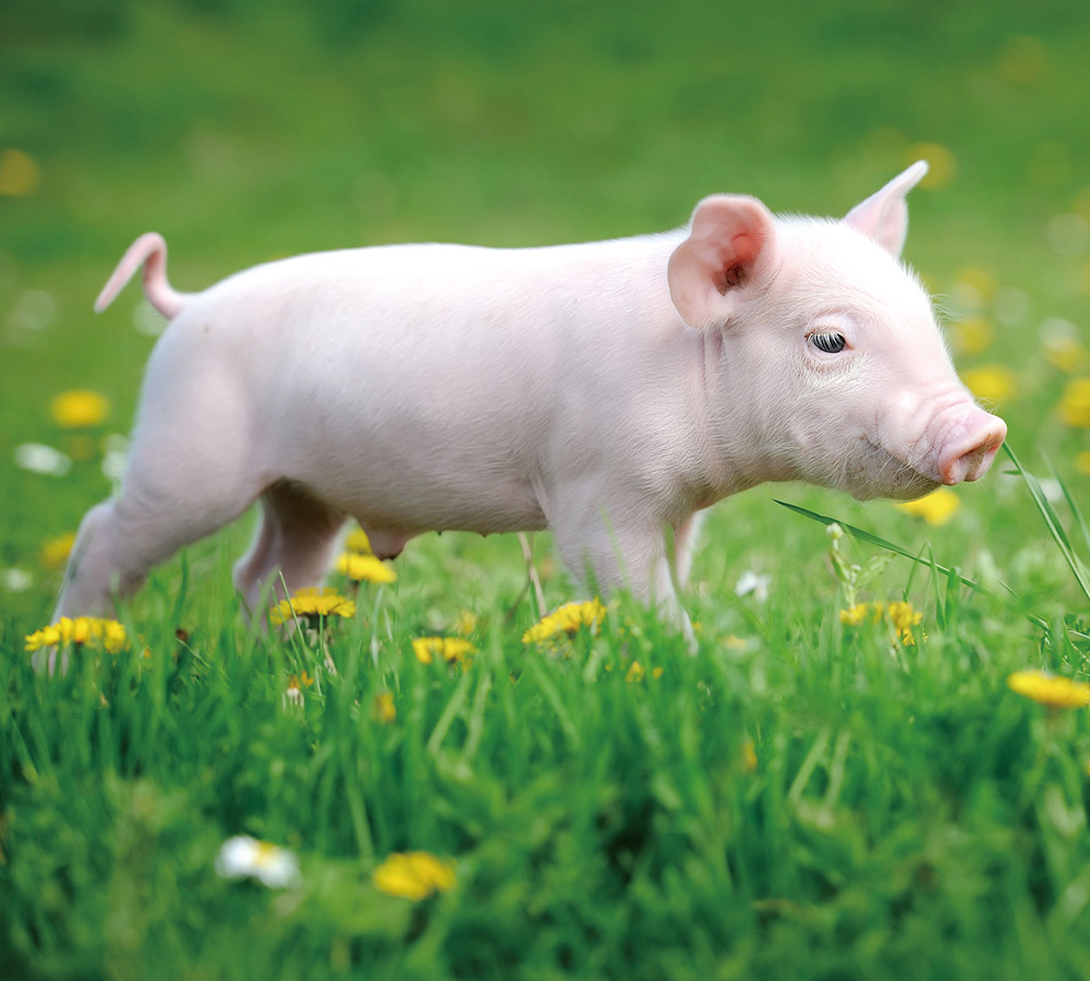 EMPEROR PENGUIN ENT.CO.,LTD.-COMPANY PROFILE