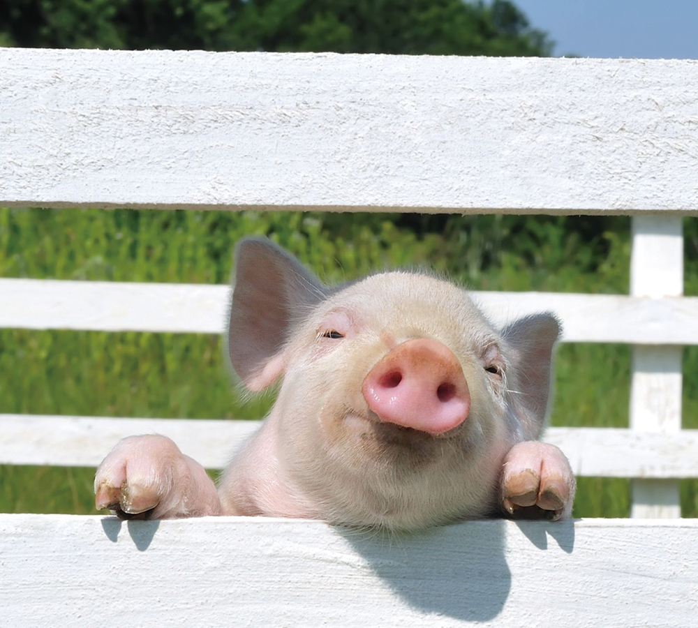 EMPEROR PENGUIN ENT.CO.,LTD.-COMPANY PROFILE