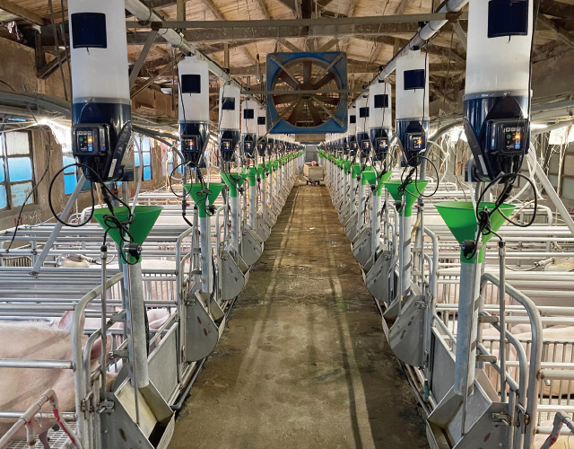 GESTAL FOCUS 哺乳母豬餵飼系統