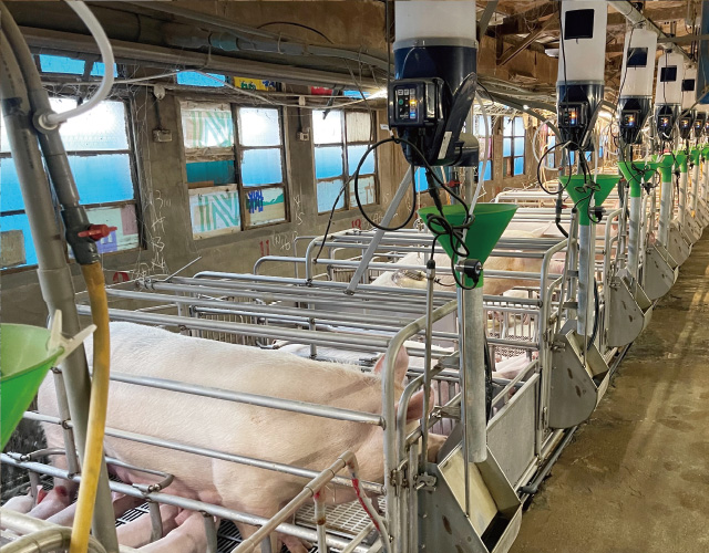 GESTAL FOCUS 哺乳母豬餵飼系統