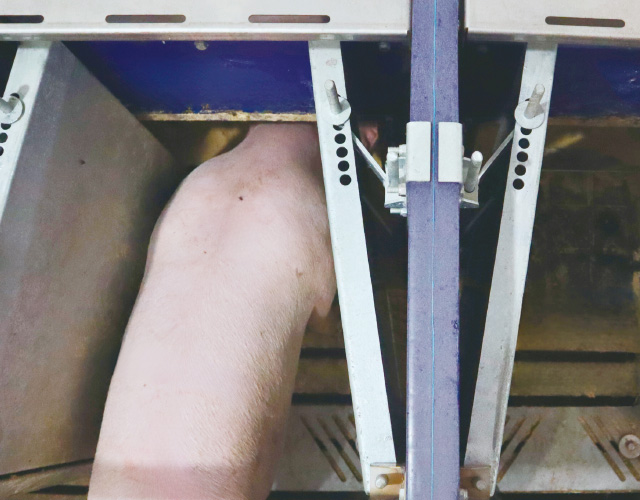 GESTAL SELECT 種豬性能測定系統