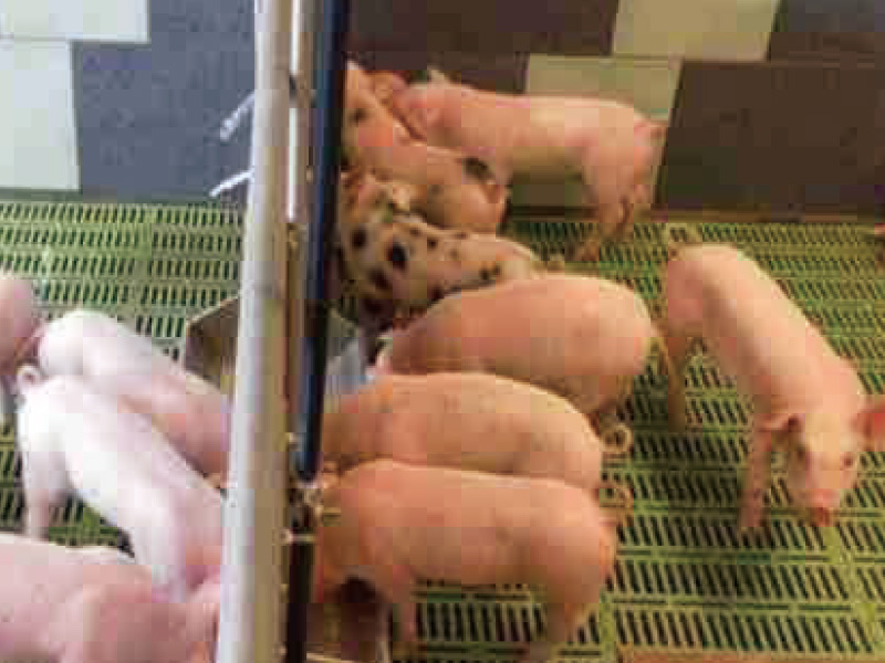 豬仔寶寶開心喝奶