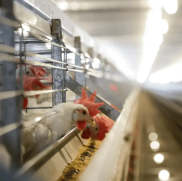 HATO 照明設備-家禽照明