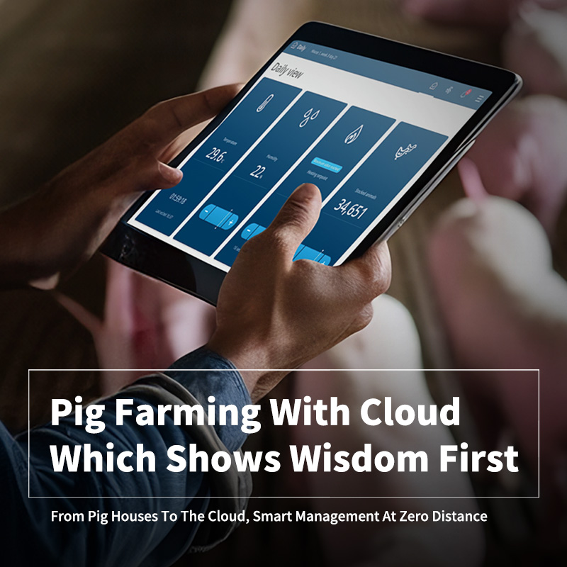 Pig Farming With Cloud Which Shows Wisdom First