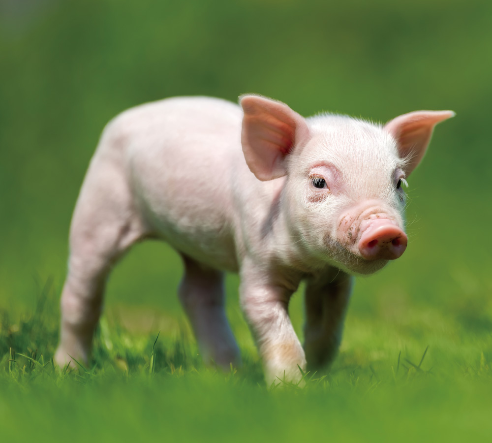 EMPEROR PENGUIN ENT.CO.,LTD.-VISION