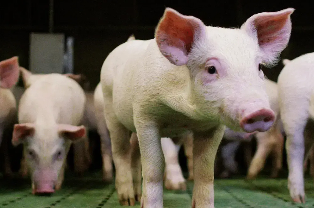 HATO 智慧照明，點燃未來農場潛能