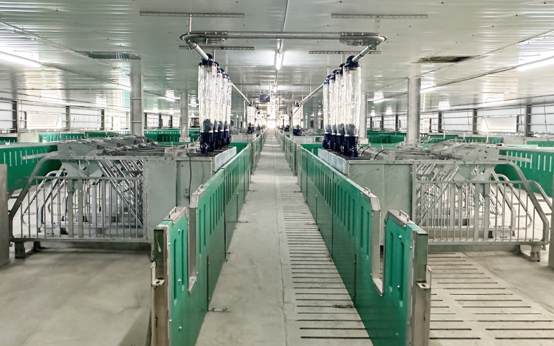 懷孕母豬3G群養工程