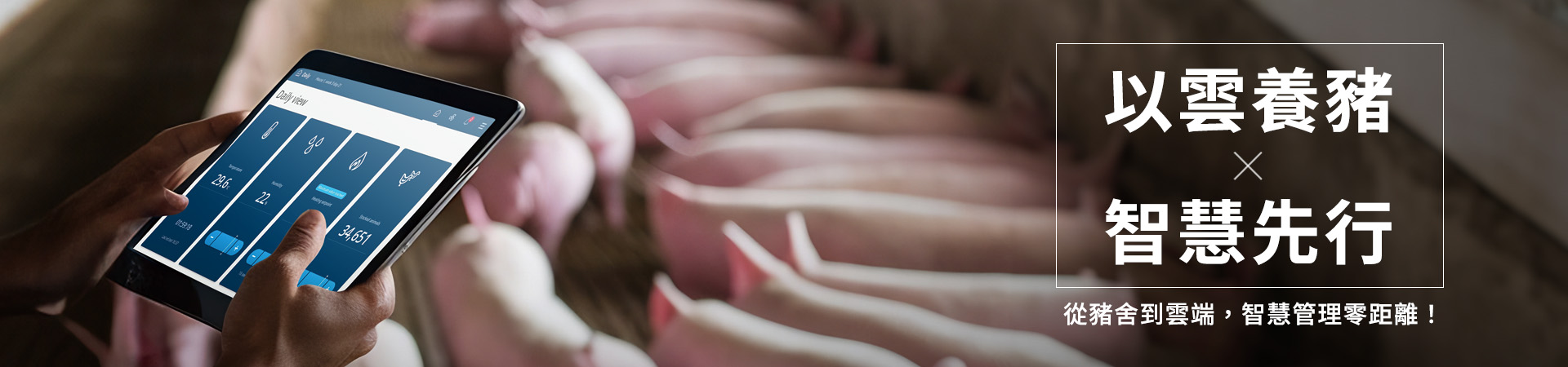 以雲養豬，智慧先行